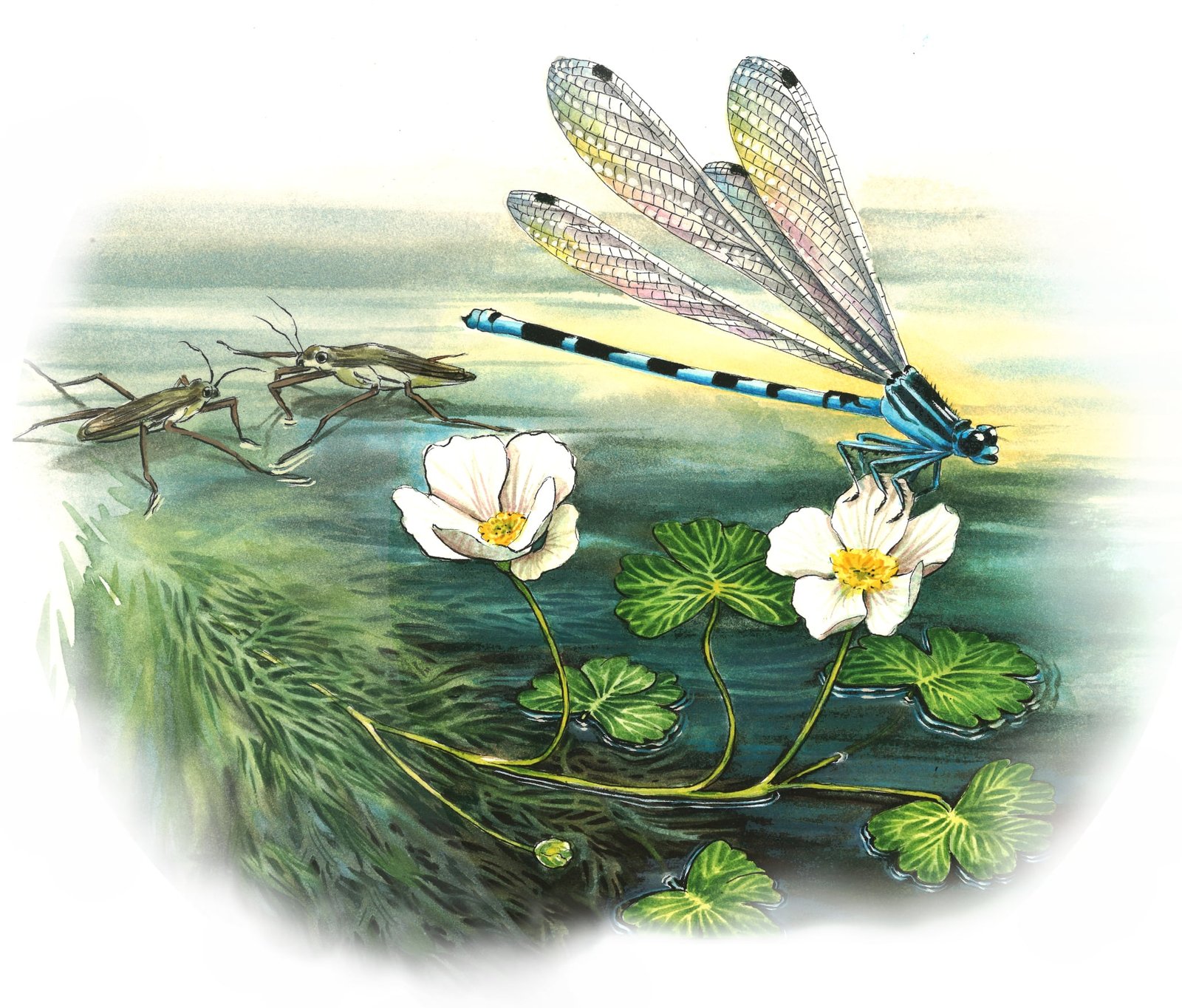Agrion de Mercure