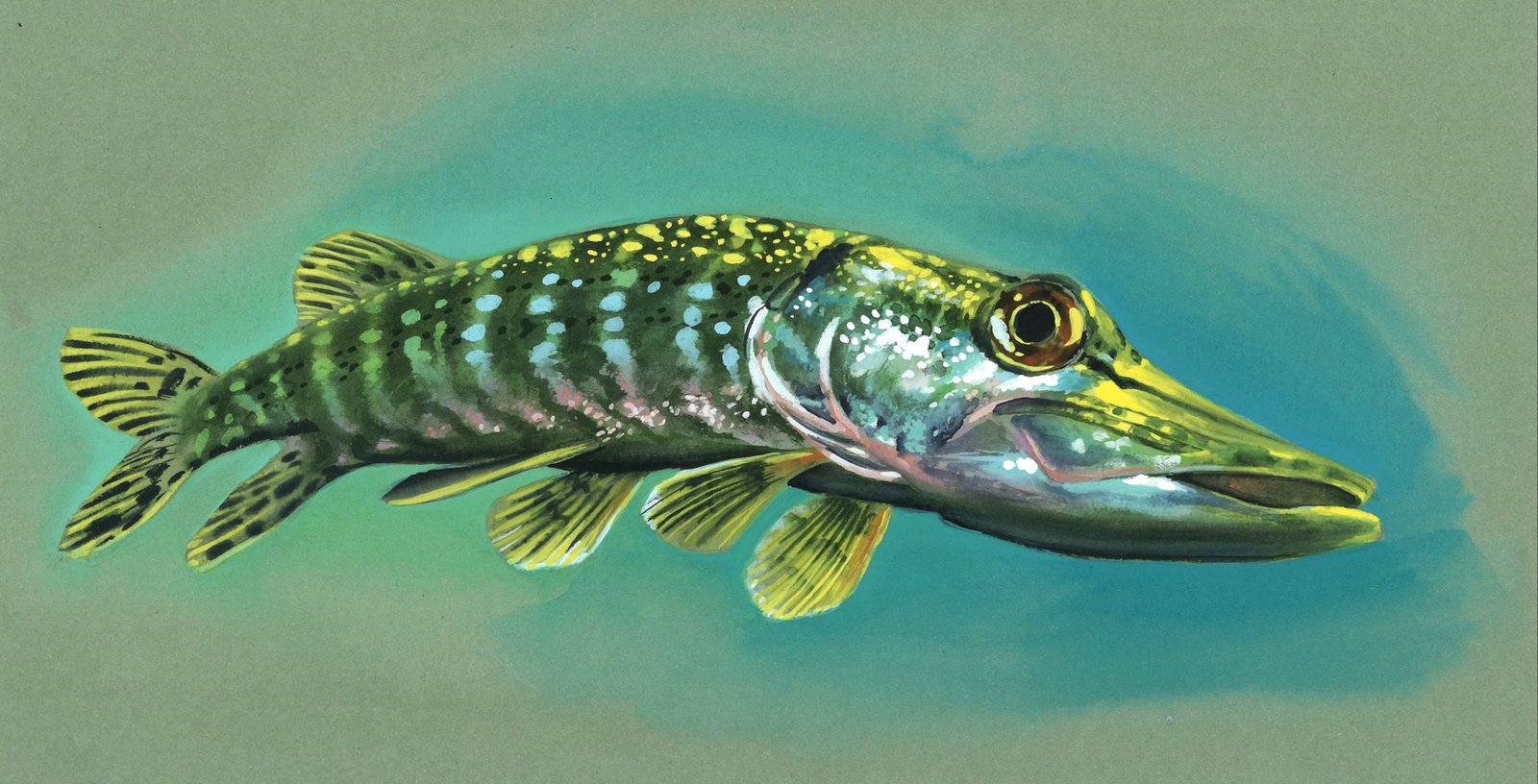 Brochet