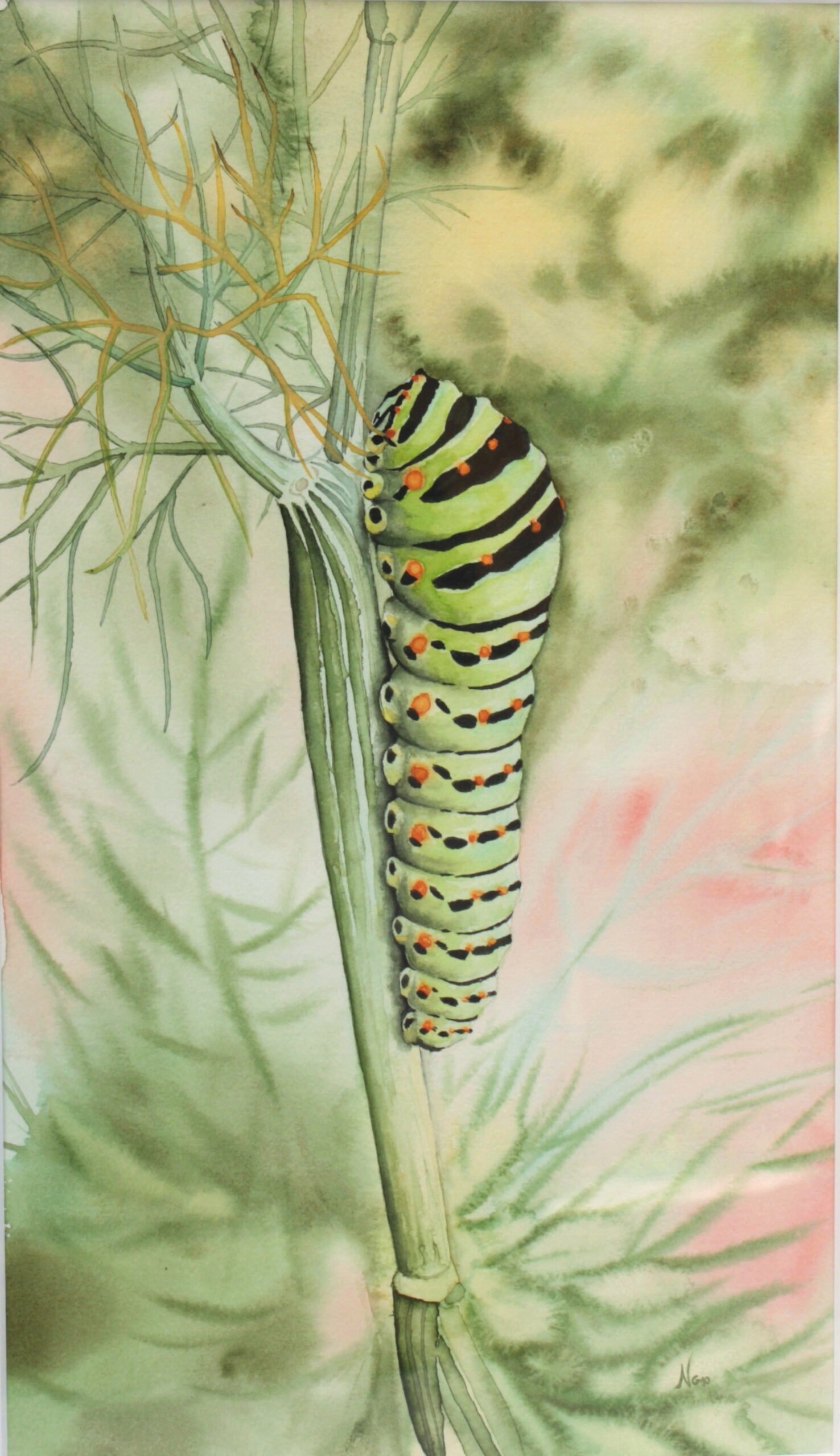 Avant le Machaon