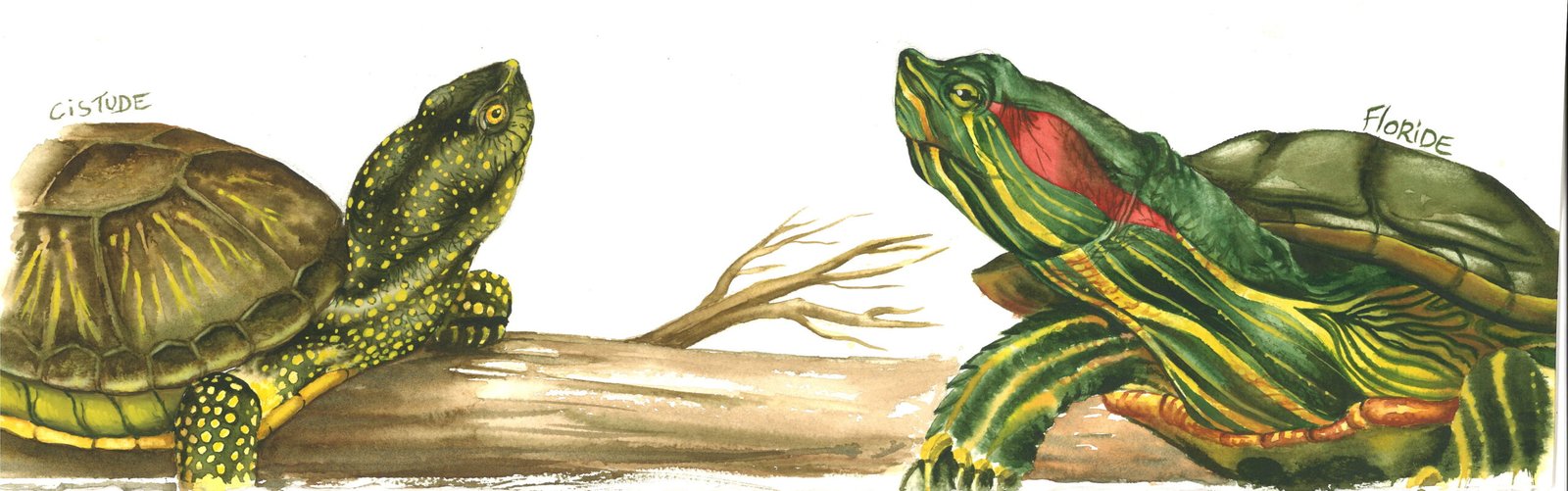 Floride et cistude