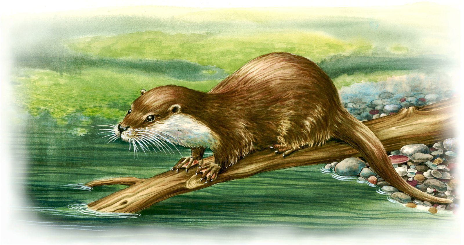 Loutre d&rsquo;Europe