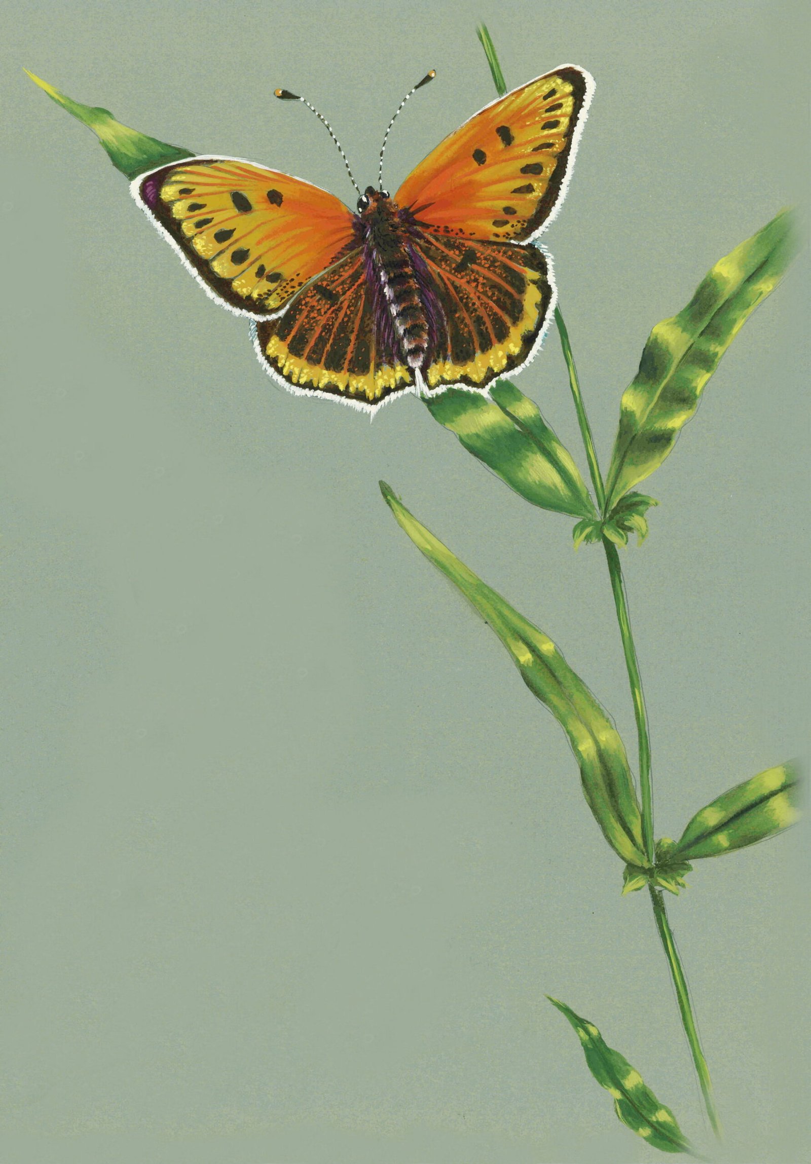 Papillon cuivre marais femelle