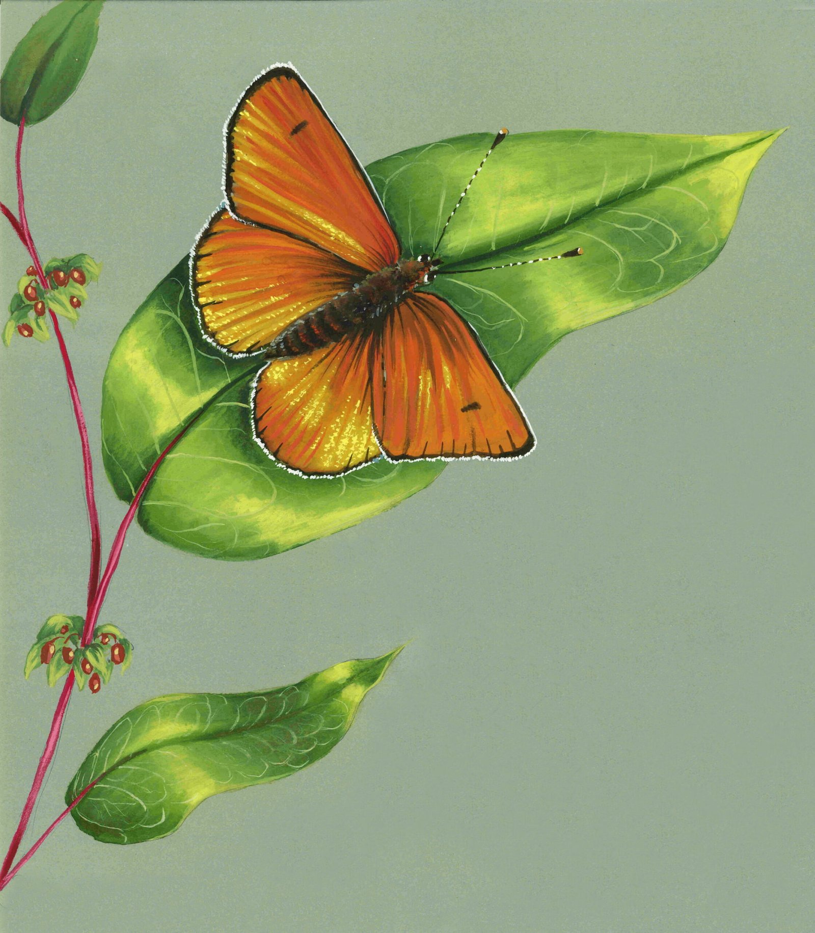 Papillon cuivre marais male