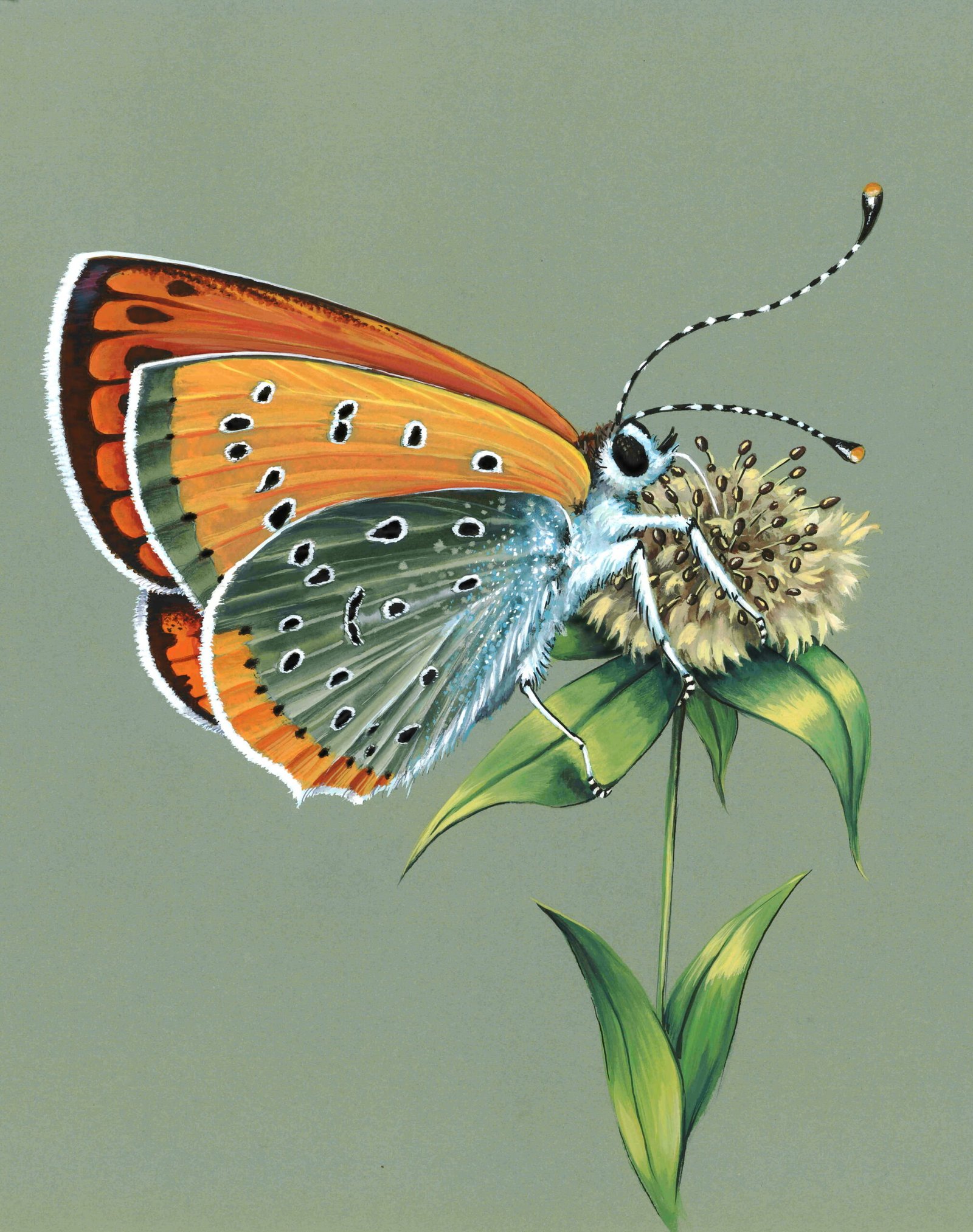 Papillon cuivre marais